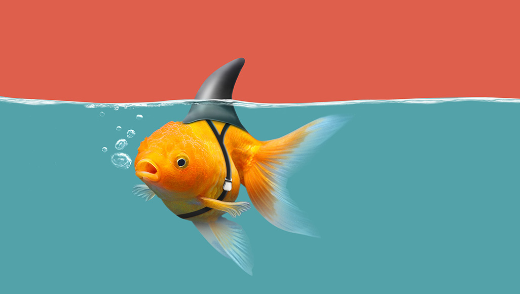 Mutélios focus infox, attention aux fakes news, poisson déguisé en requin
