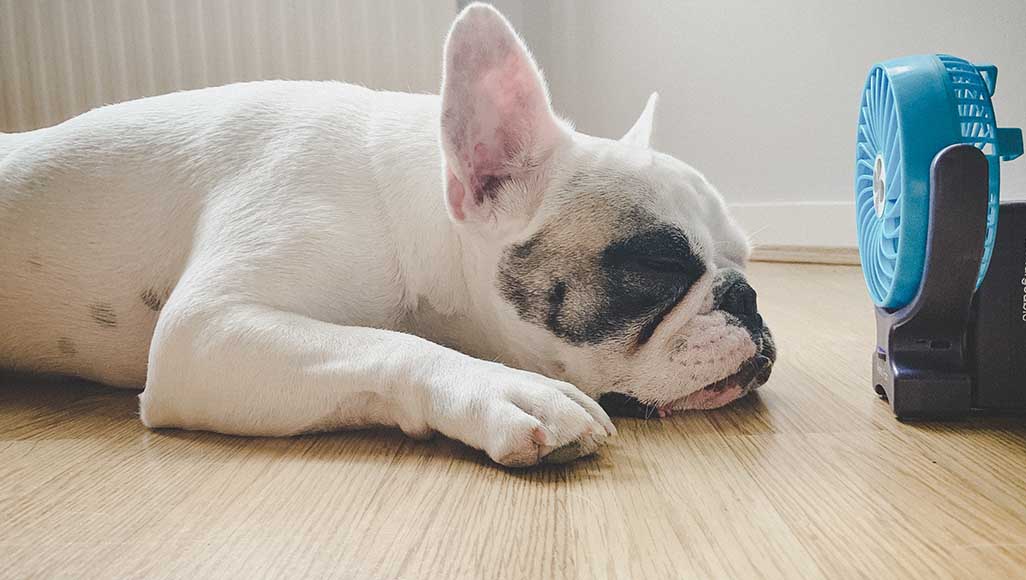 Mutélios dormir avec un ventilateur chien devant un ventilateur